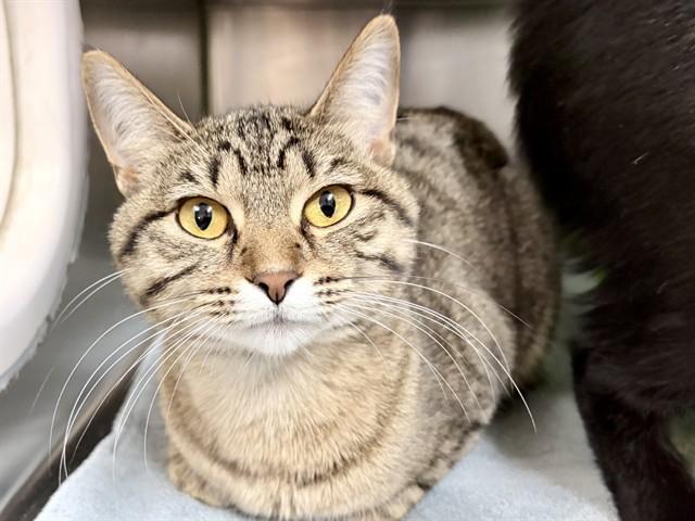 MALEA, Adoptable, Young Female Domestic Short Hair.