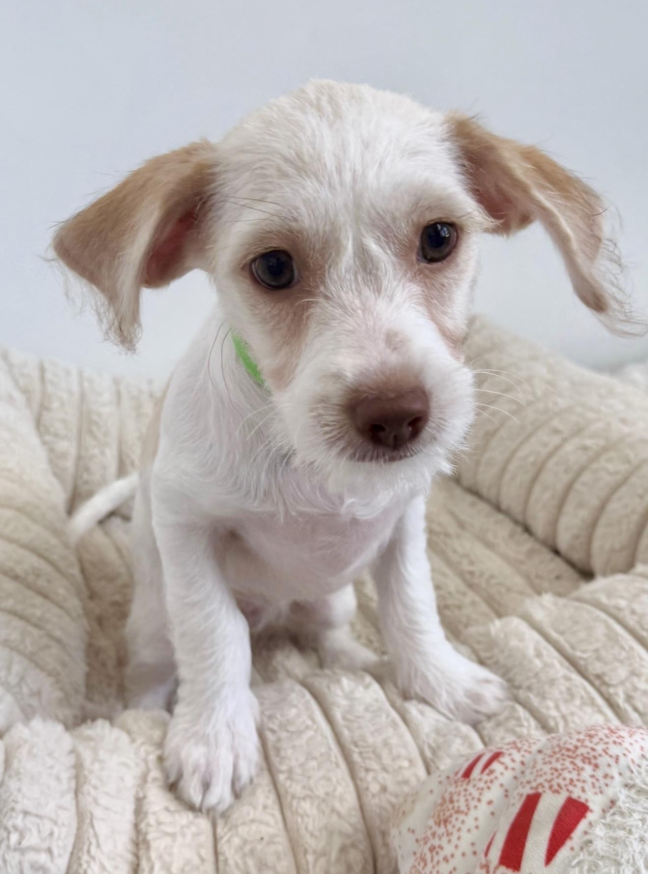 Enlarge Zolo, a Adoptable mixed breed in Las Vegas, NV image 1/3