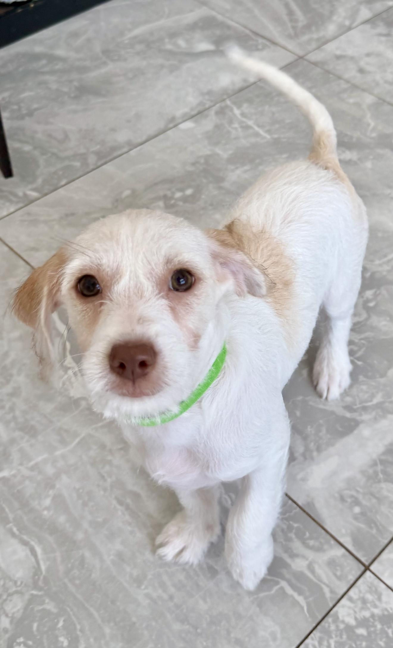Enlarge Zolo, a Adoptable mixed breed in Las Vegas, NV image 2/3