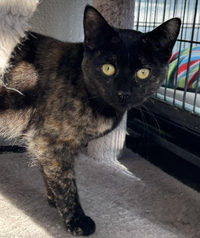Enlarge Anna, a Adopted Domestic Short Hair in Hermitage, PA image 1/1