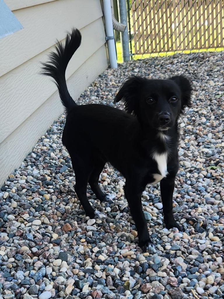 Enlarge Sylvester, a Adoptable Mixed Breed in Grand Forks, ND image 1/1