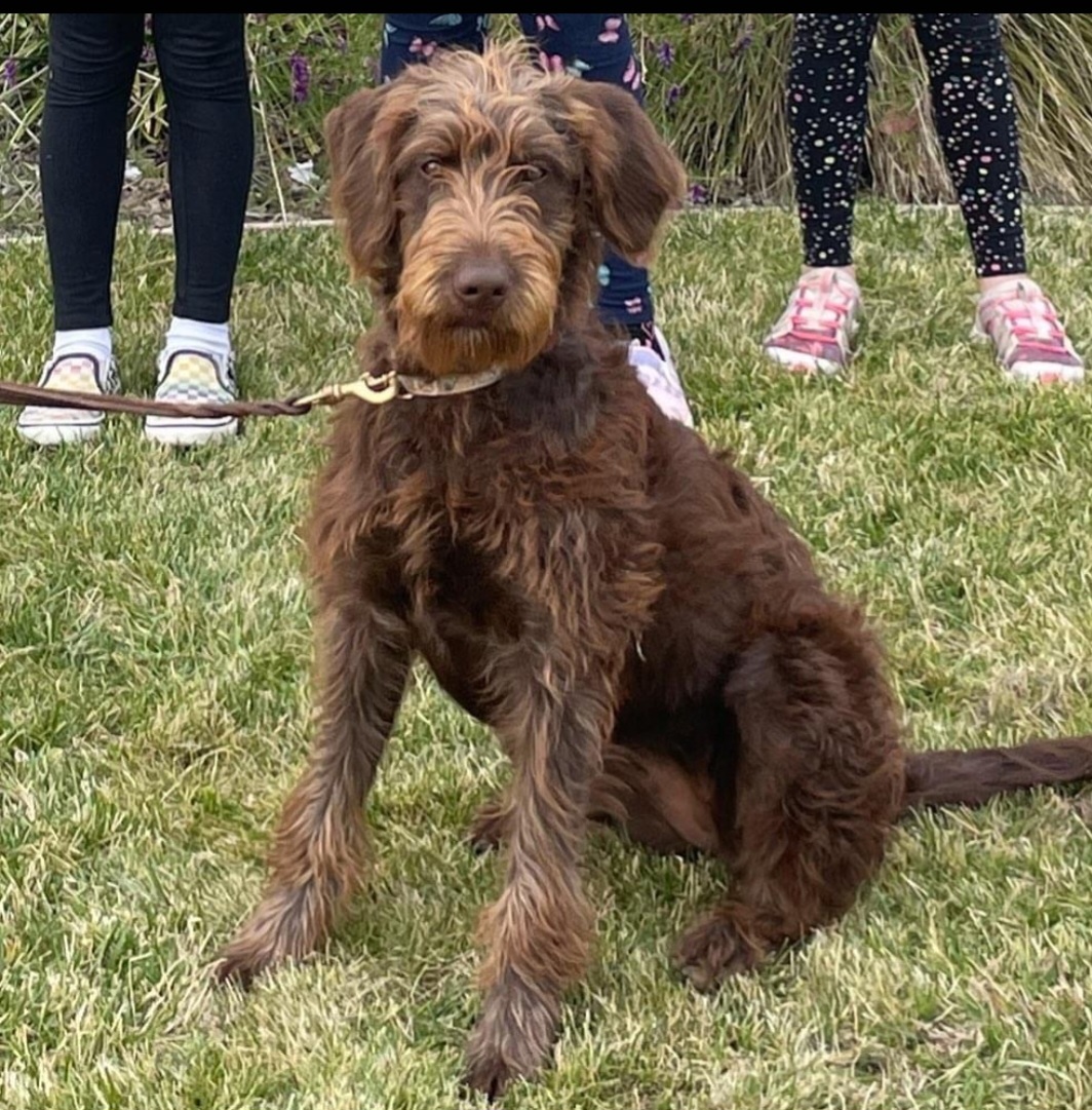 Enlarge Presley, a Adopted Labradoodle in Wilton, CA image 1/5