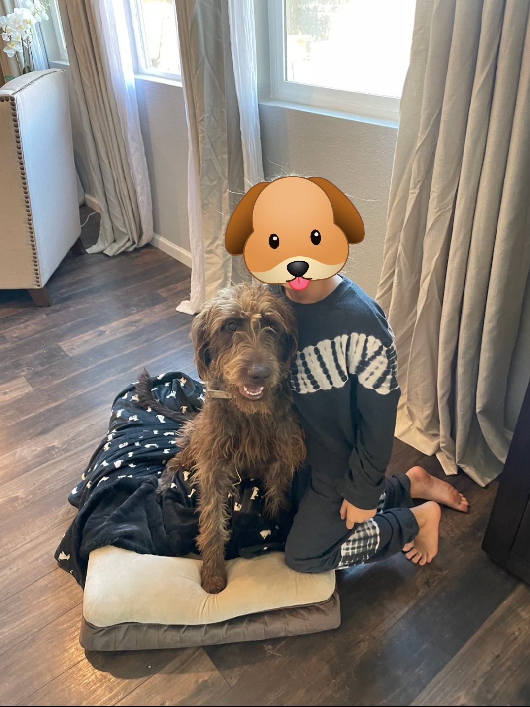 Enlarge Presley, a Adopted Labradoodle in Wilton, CA image 2/5