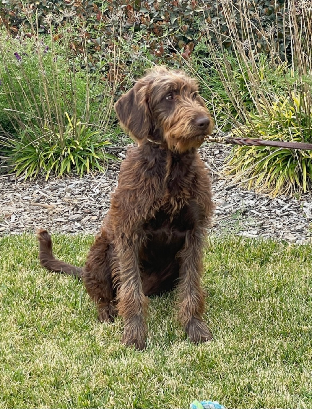 Enlarge Presley, a Adopted Labradoodle in Wilton, CA image 3/5