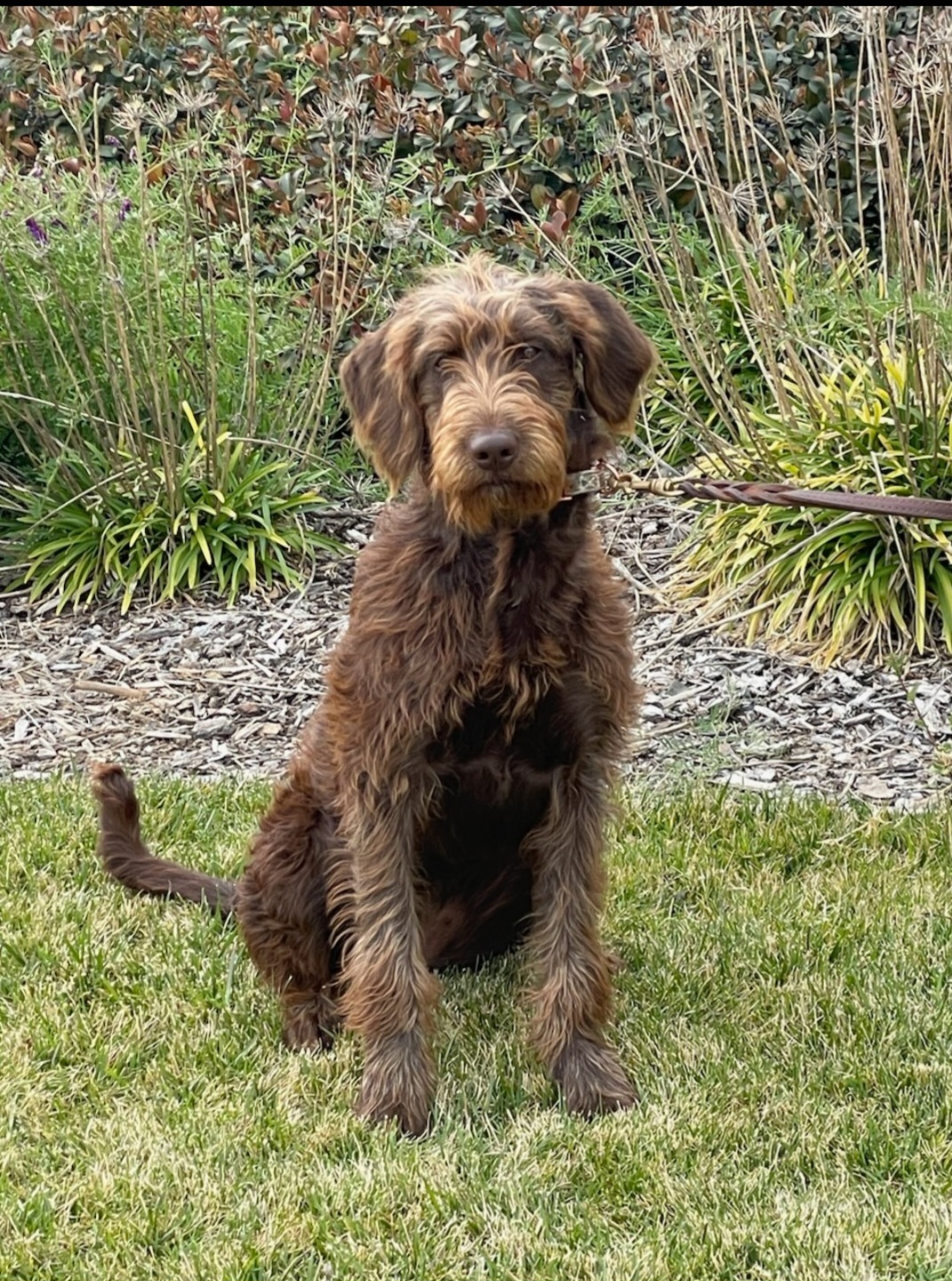 Enlarge Presley, a Adopted Labradoodle in Wilton, CA image 4/5