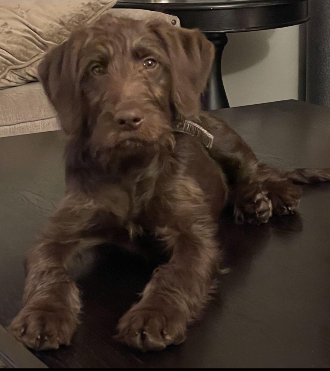 Enlarge Presley, a Adopted Labradoodle in Wilton, CA image 5/5