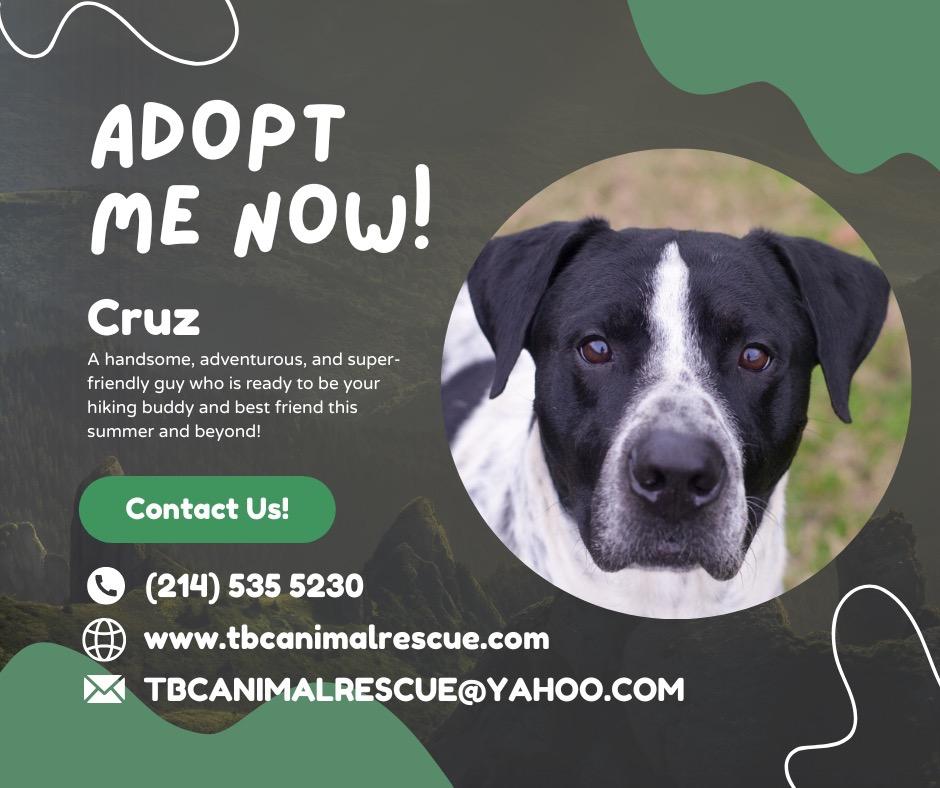 Enlarge Cruz, a Adoptable mixed breed in Quinlan, TX image 1/5