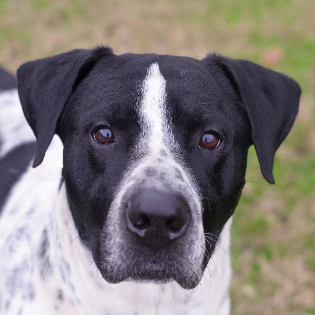 Cruz, Adoptable, Adult Male Pointer & Australian Cattle Dog / Blue Heeler.