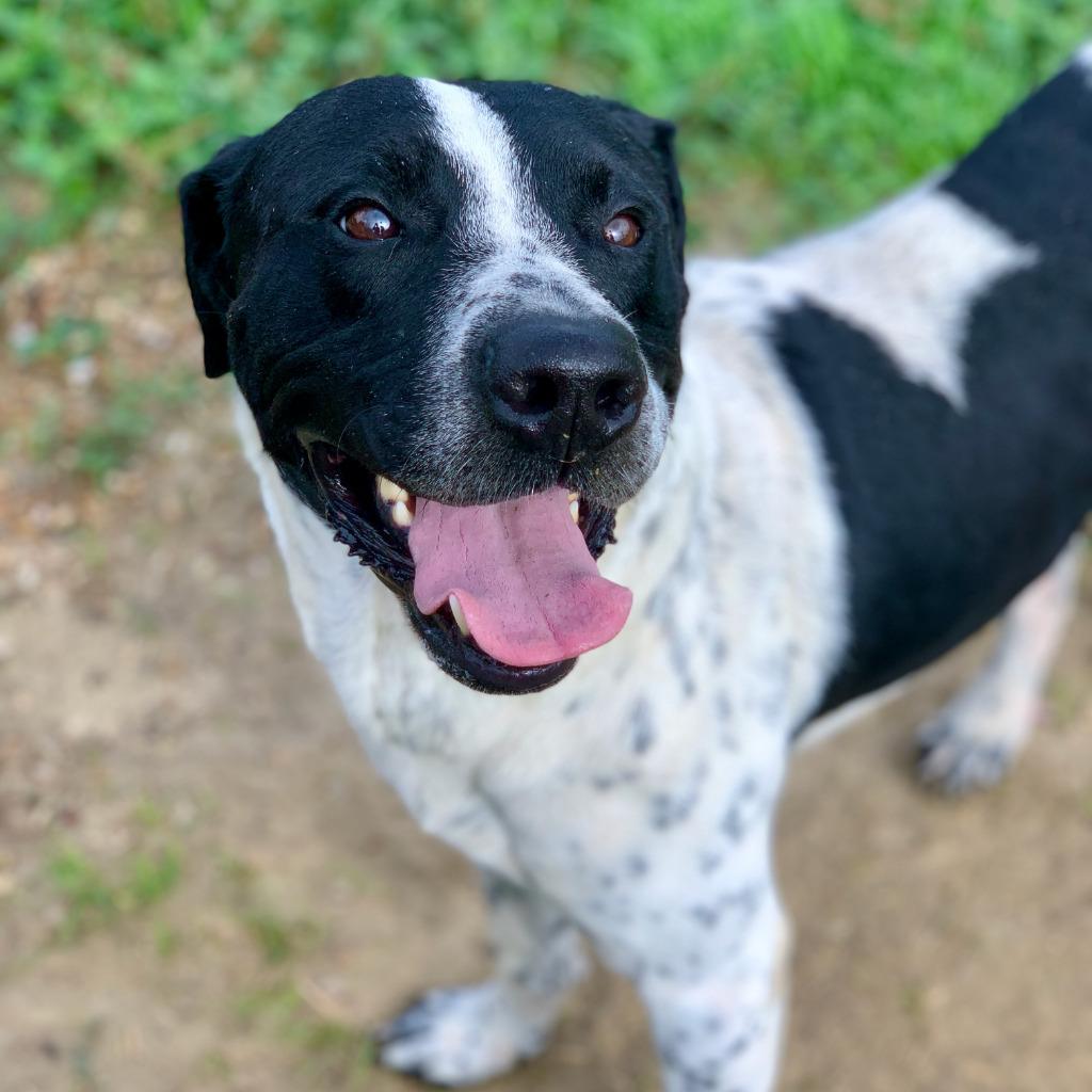 Enlarge Cruz, a Adoptable mixed breed in Quinlan, TX image 3/5