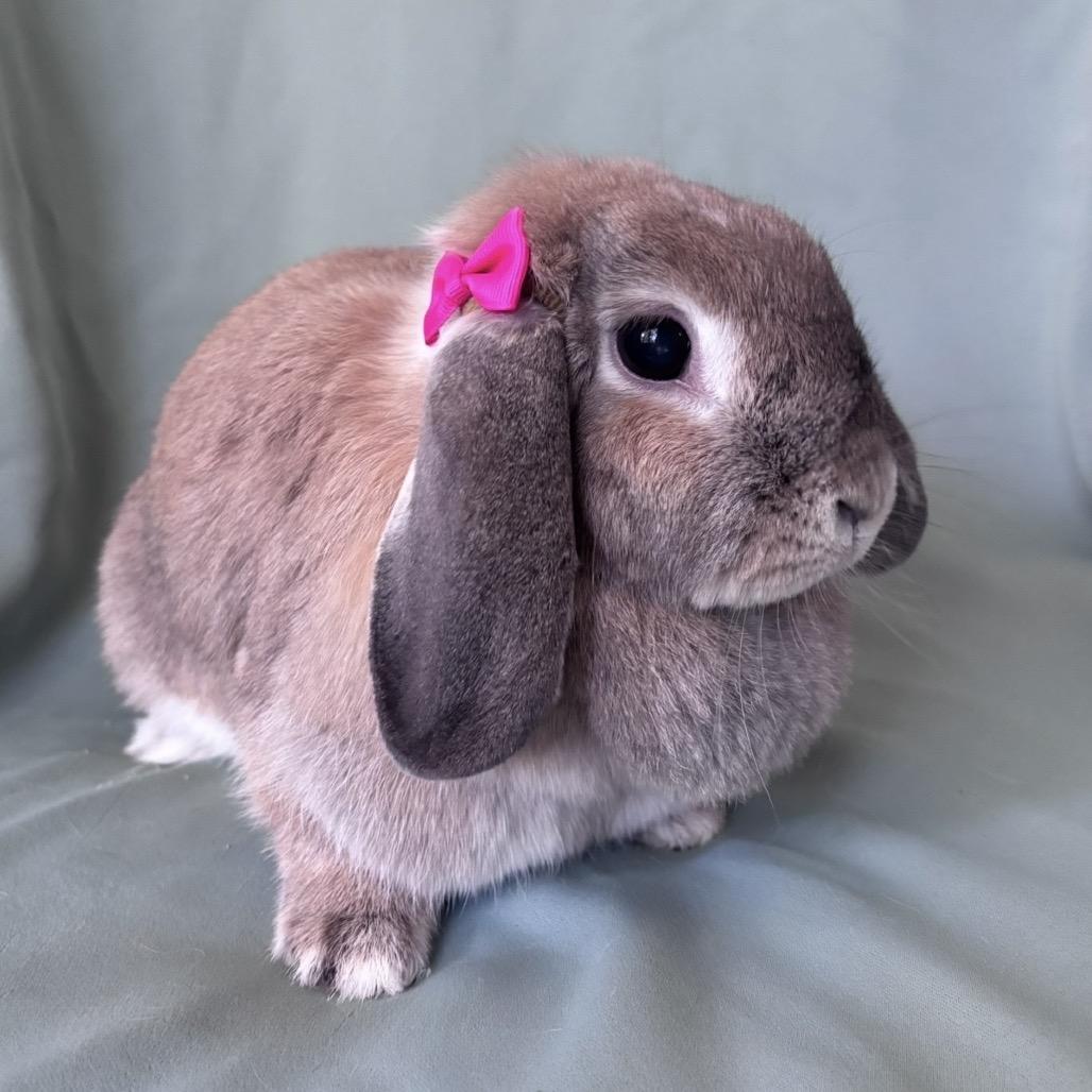 Enlarge Rapunzel (bonded to Flynn), a Adoptable Mini Lop in Columbia, MD image 2/3