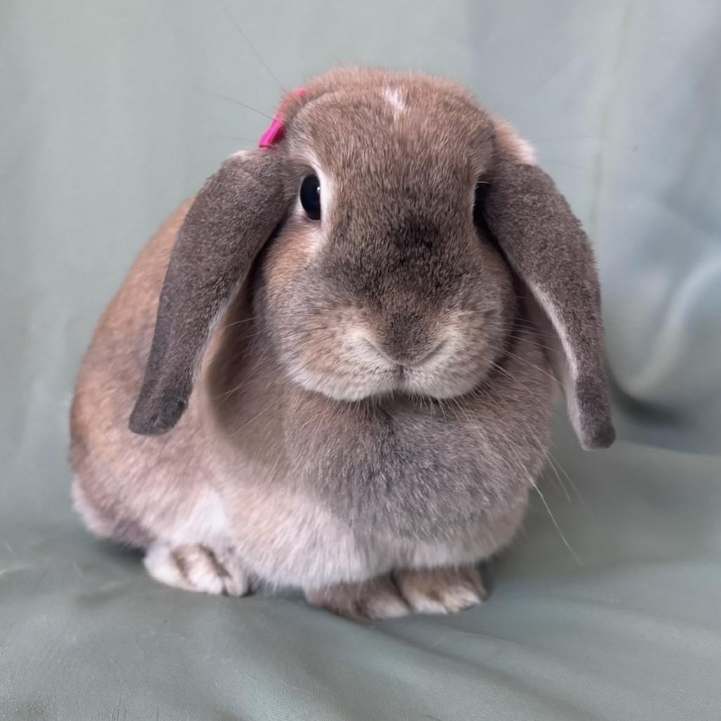 Enlarge Rapunzel (bonded to Flynn), a Adoptable Mini Lop in Columbia, MD image 3/3