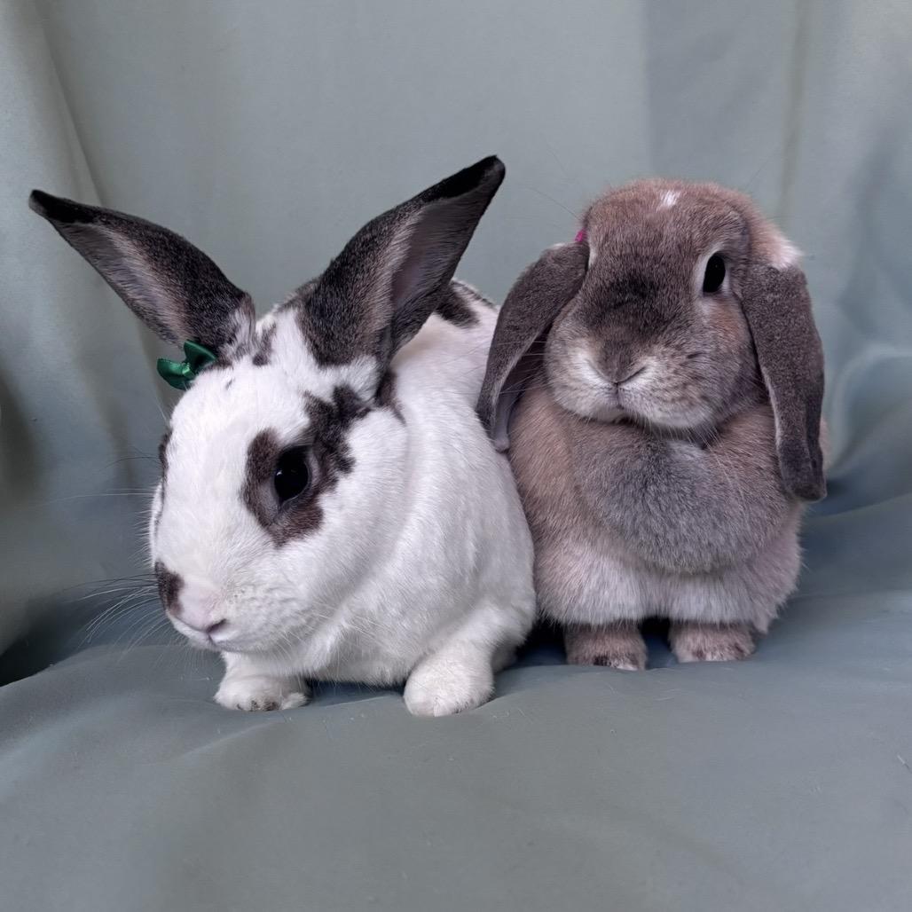 Rapunzel (bonded to Flynn) photo