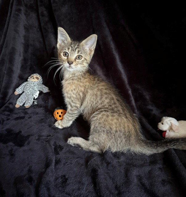Enlarge Dolly26, a Adoptable mixed breed in Nashville, TN image 2/3