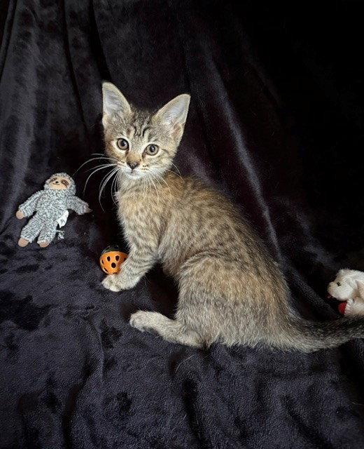 Enlarge Dolly26, a Adoptable mixed breed in Nashville, TN image 3/3