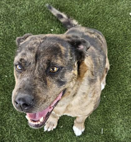 May, a Adoptable mixed breed in Edgewood, NM image 1/3