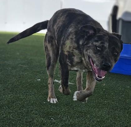 May, a Adoptable mixed breed in Edgewood, NM image 3/3