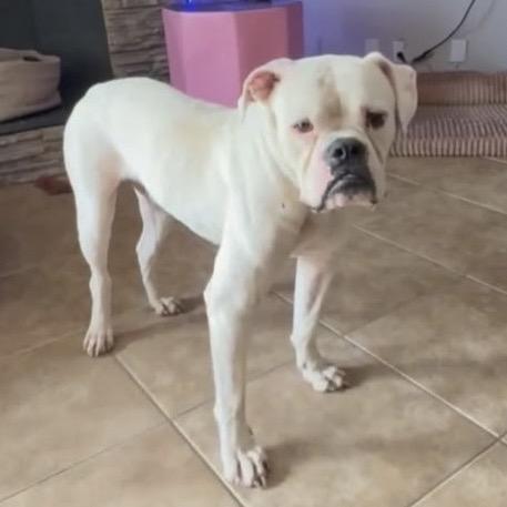 Manny, ADOPTABLE, Young Male Boxer.