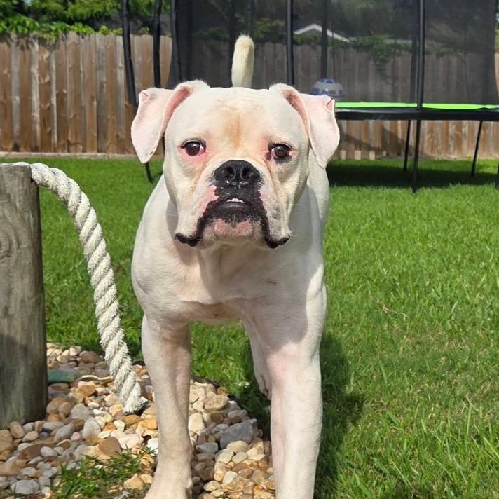 Enlarge Manny, a ADOPTABLE Boxer in Tallahassee, FL image 2/5