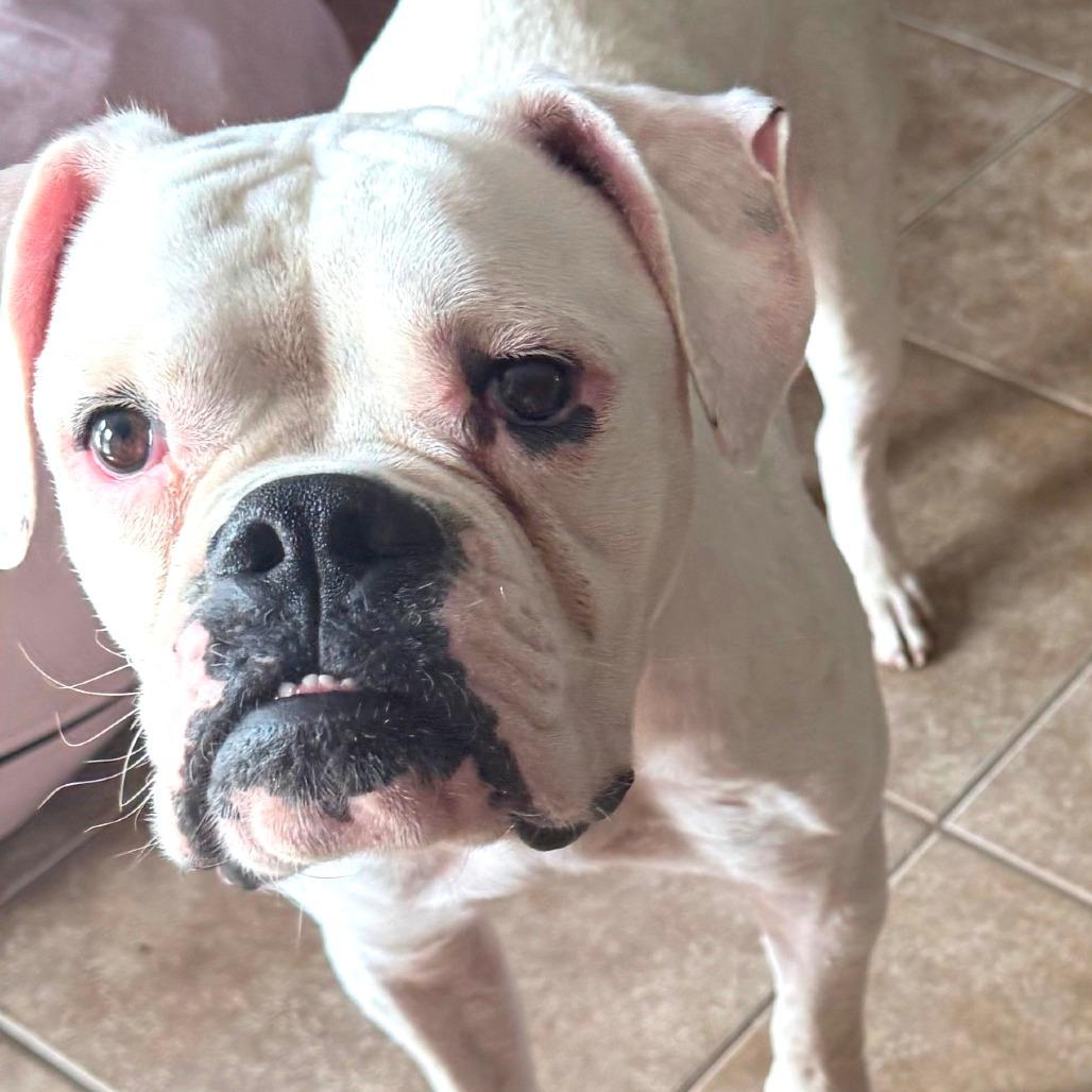 Enlarge Manny, a ADOPTABLE Boxer in Tallahassee, FL image 3/5
