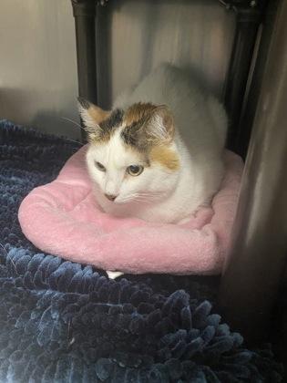 Nina, a Adoptable Domestic Short Hair in Norfolk, VA image 1/3