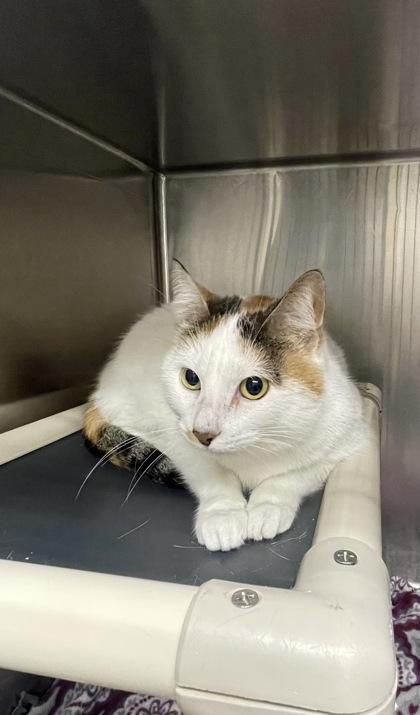 Nina, a Adoptable Domestic Short Hair in Norfolk, VA image 2/3