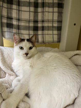 Nina, a Adoptable Domestic Short Hair in Norfolk, VA image 3/3