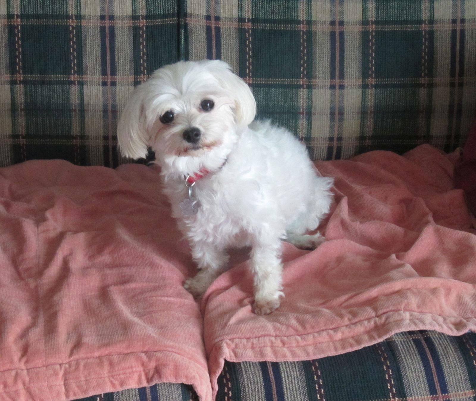 Enlarge Gabby 3419, a Adopted Maltese in Pickering, ON image 1/3