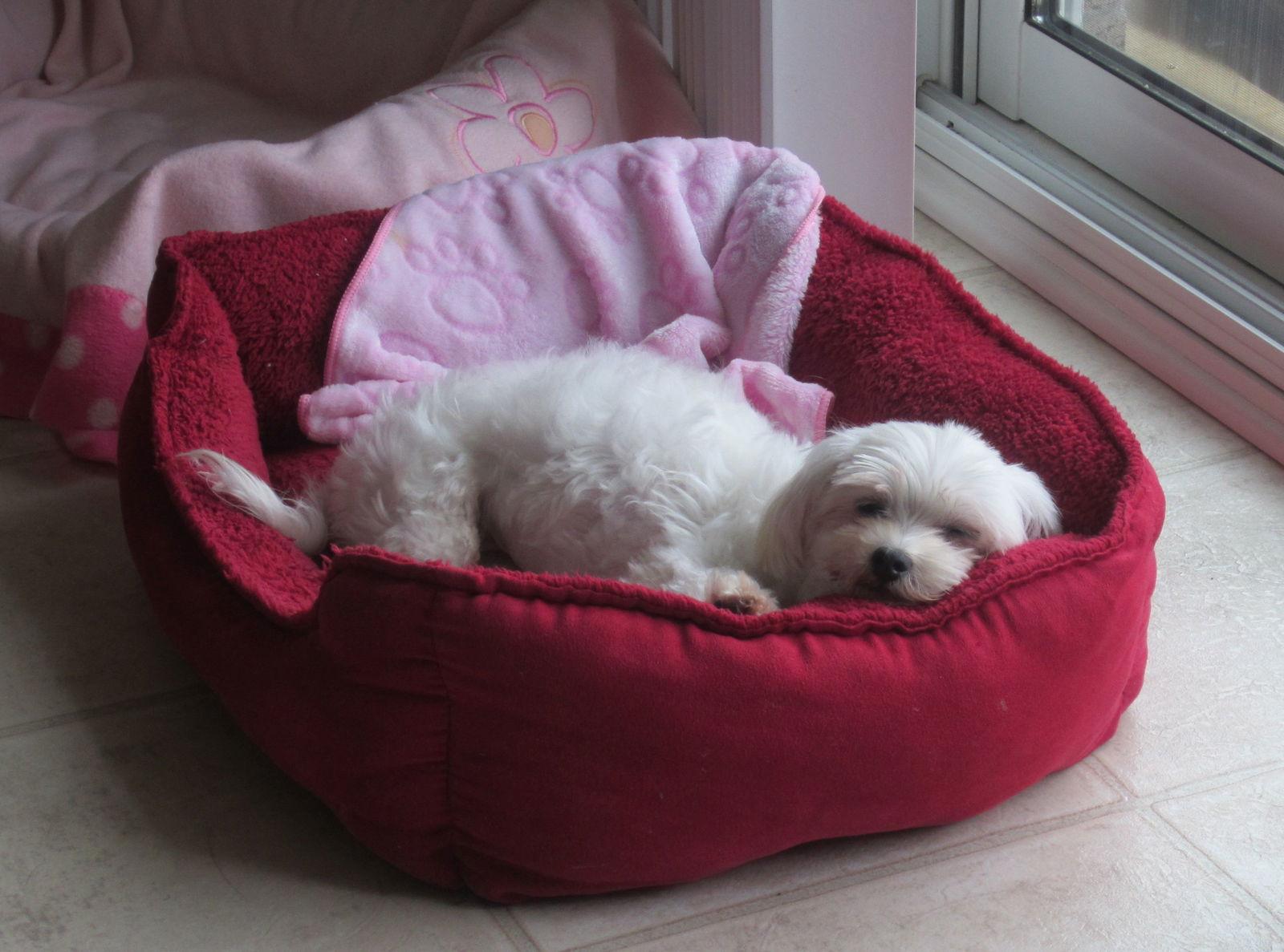 Enlarge Gabby 3419, a Adopted Maltese in Pickering, ON image 2/3