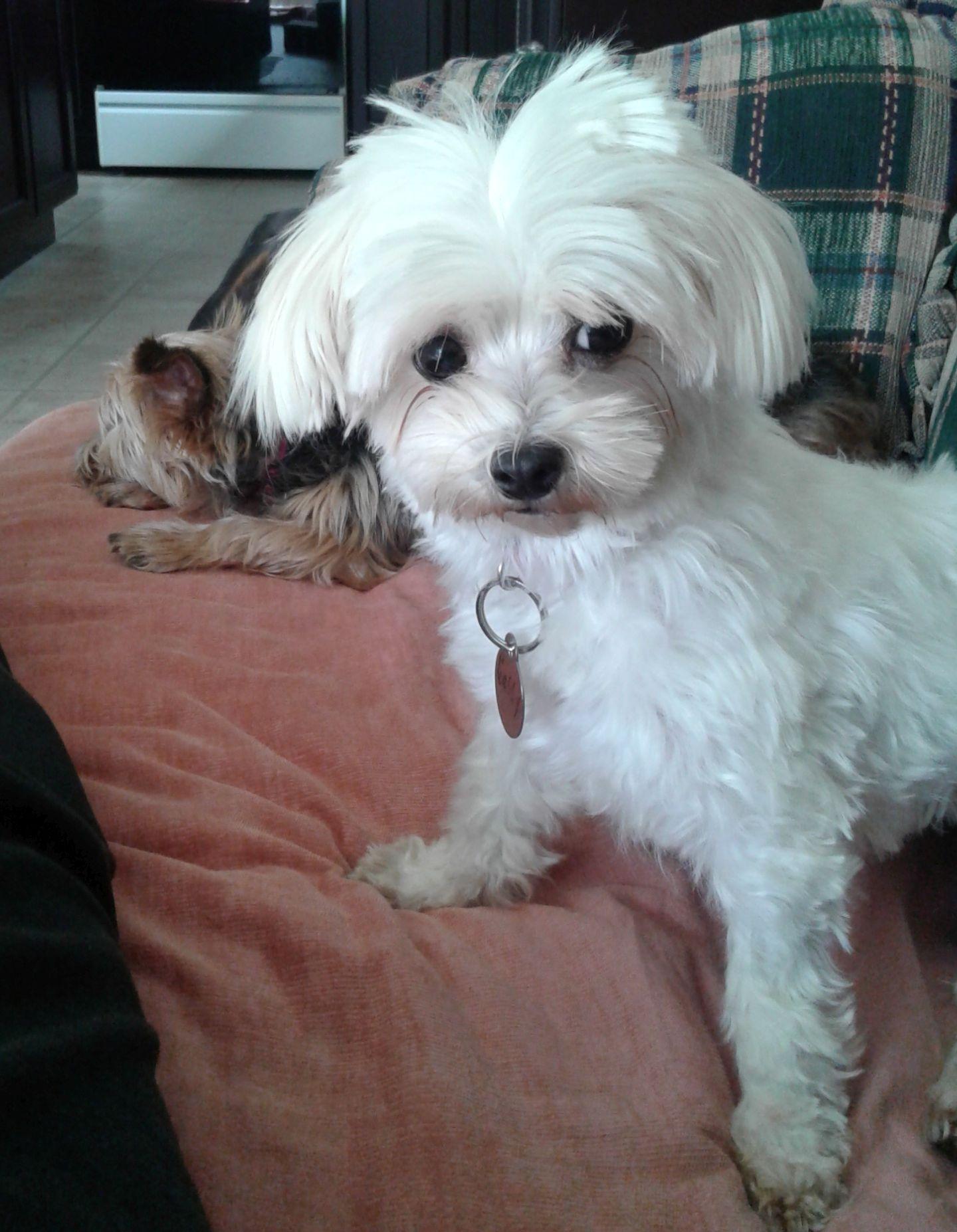 Enlarge Gabby 3419, a Adopted Maltese in Pickering, ON image 3/3