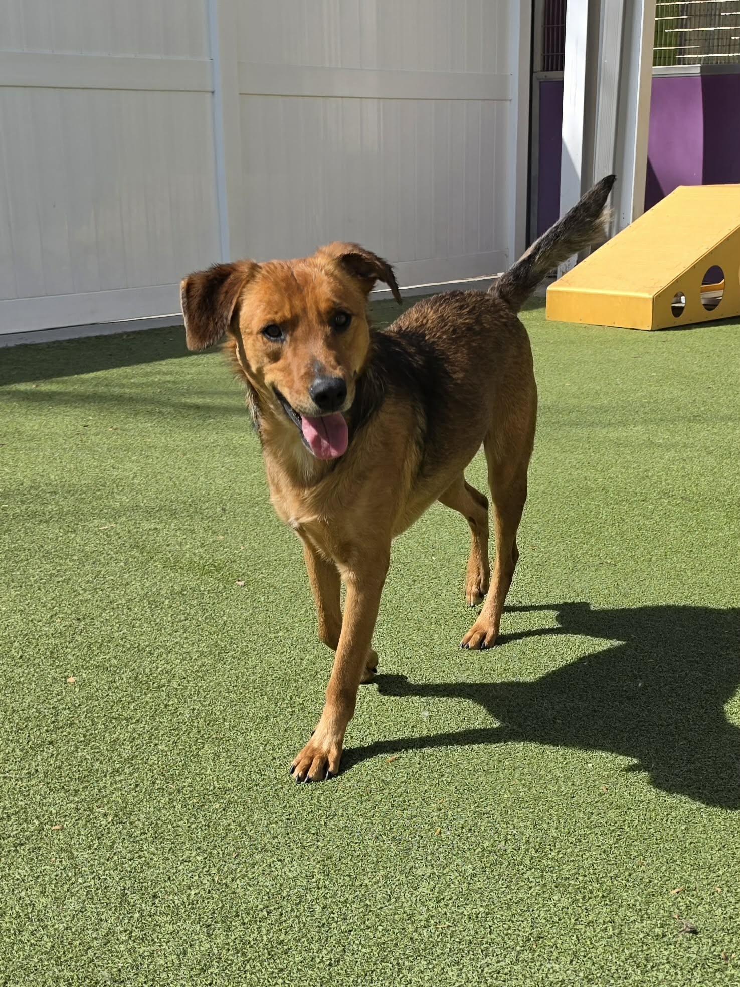 Rygar, Adoptable, Young Male Shepherd & Redbone Coonhound.