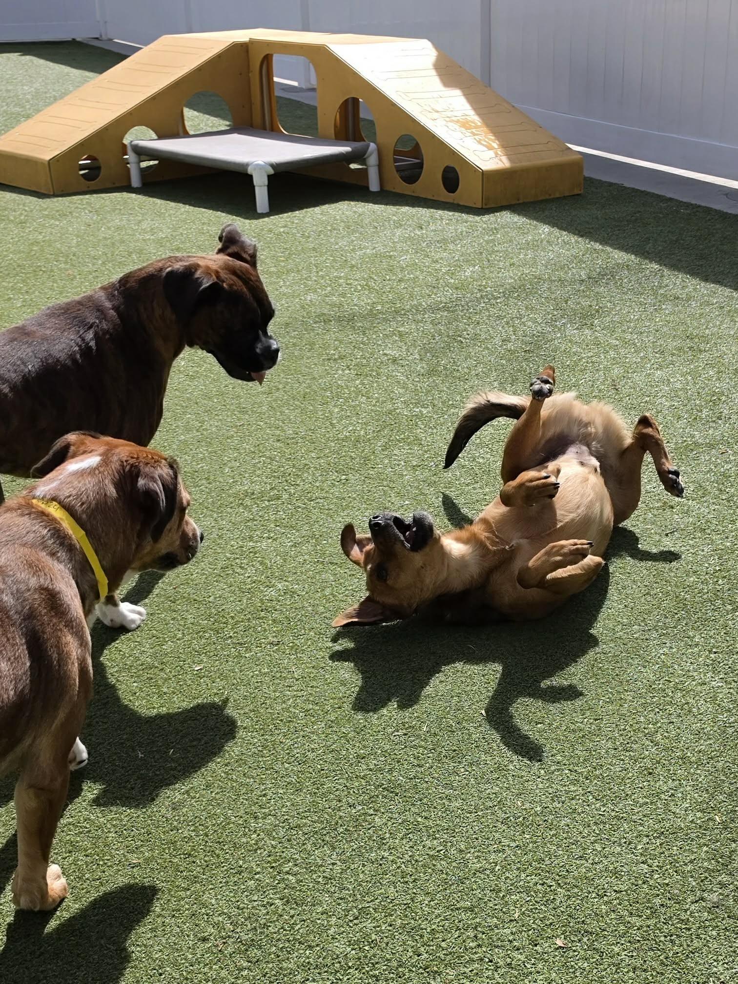 Rygar, a Adoptable mixed breed in Kansas City, MO image 5/5