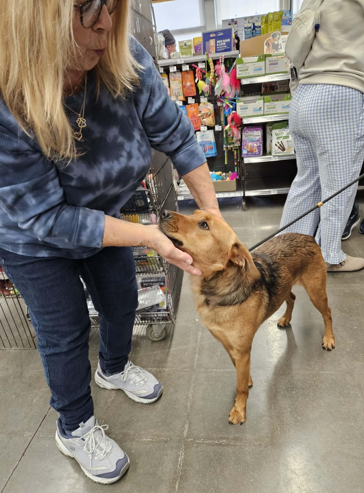 Rygar, a Adoptable mixed breed in Kansas City, MO image 3/5