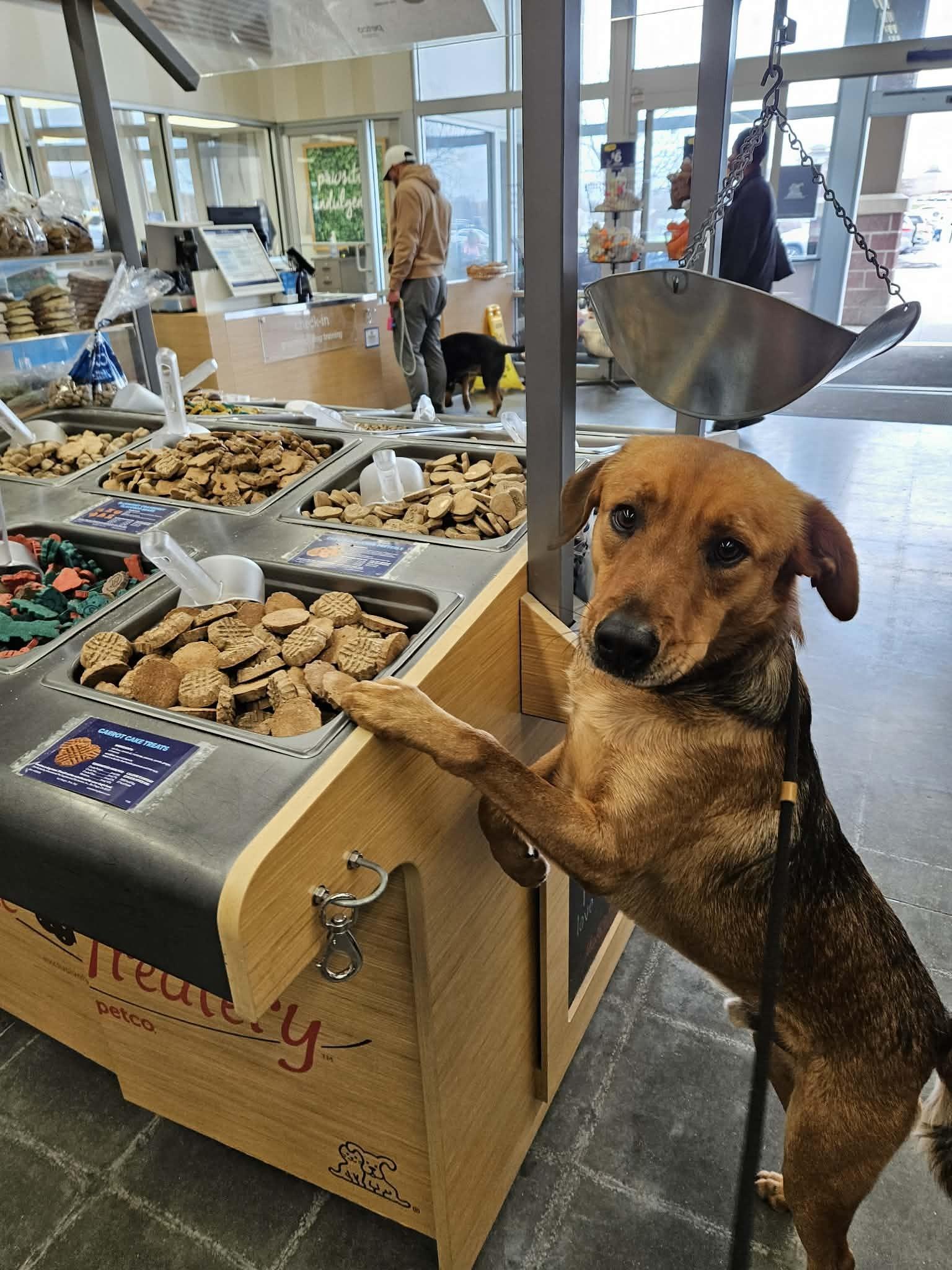 Rygar, a Adoptable mixed breed in Kansas City, MO image 2/5