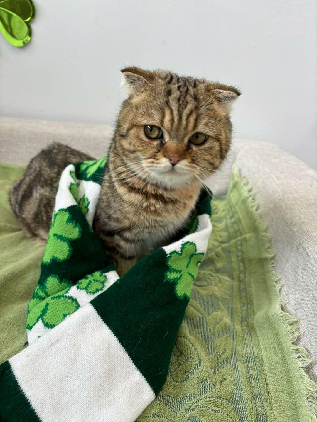 Enlarge Sir Origami (Ori), an adopted Scottish Fold in Shakespeare, ON image 3/5