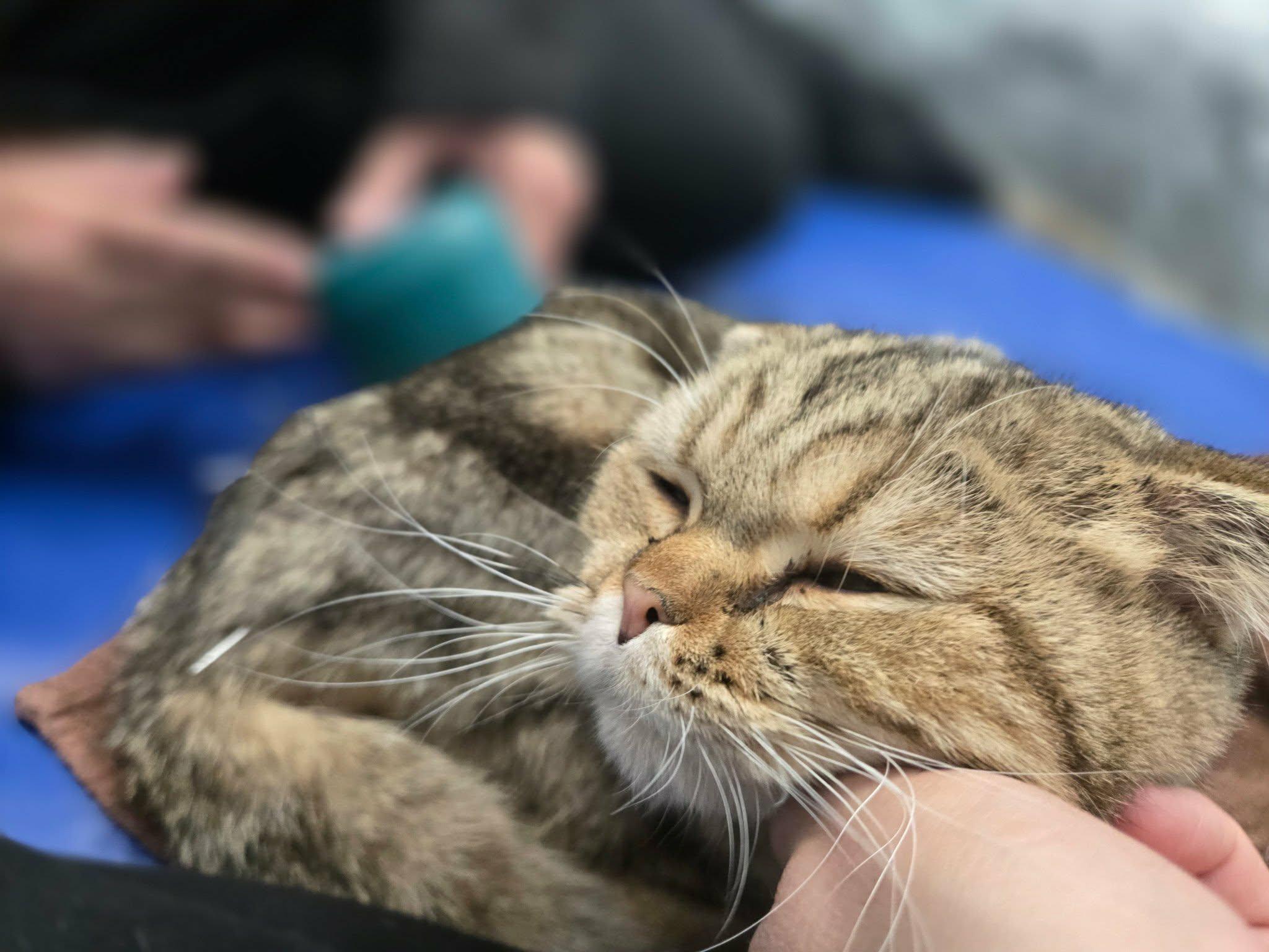Enlarge Sir Origami (Ori), an adopted Scottish Fold in Shakespeare, ON image 5/5