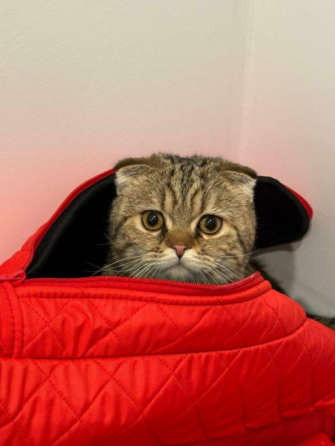 Enlarge Sir Origami (Ori), an adopted Scottish Fold in Shakespeare, ON image 2/5