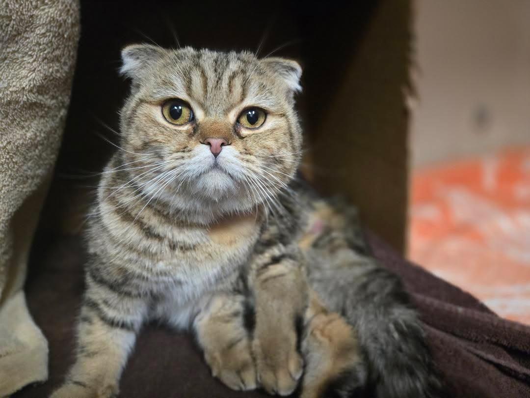 Sir Origami (Ori), adopted, Young Male Scottish Fold.