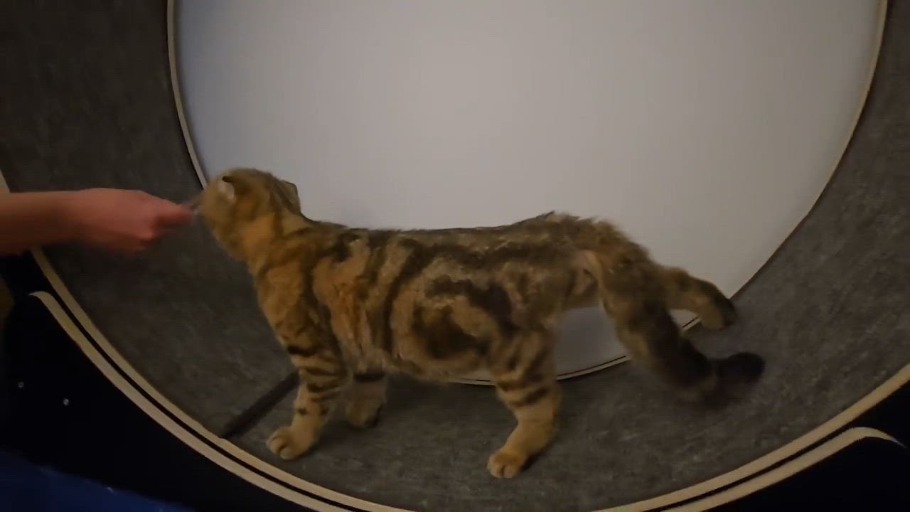 Enlarge Sir Origami (Ori), an adopted Scottish Fold in Shakespeare, ON video 4/5