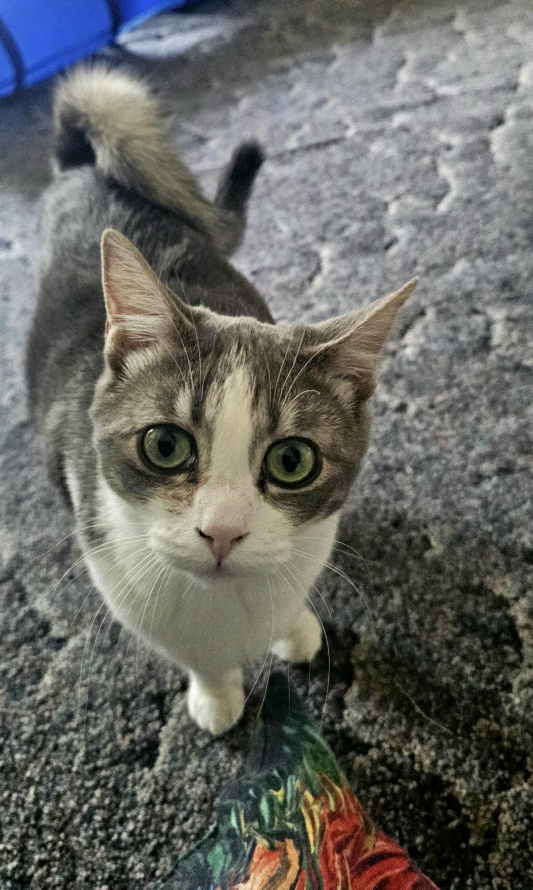 Cooper and/or Cashmere, a Adoptable Domestic Short Hair in Portland, OR image 2/5