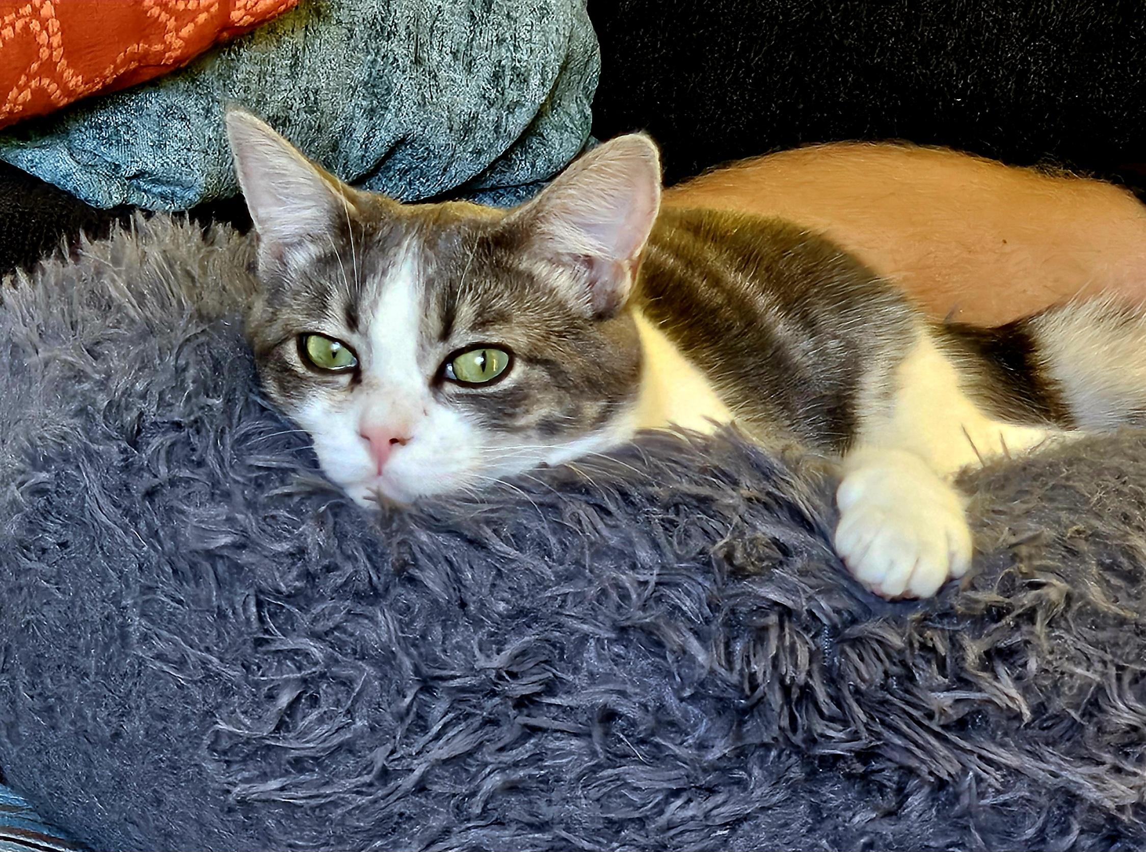 Cooper and/or Cashmere, a Adoptable Domestic Short Hair in Portland, OR image 4/5