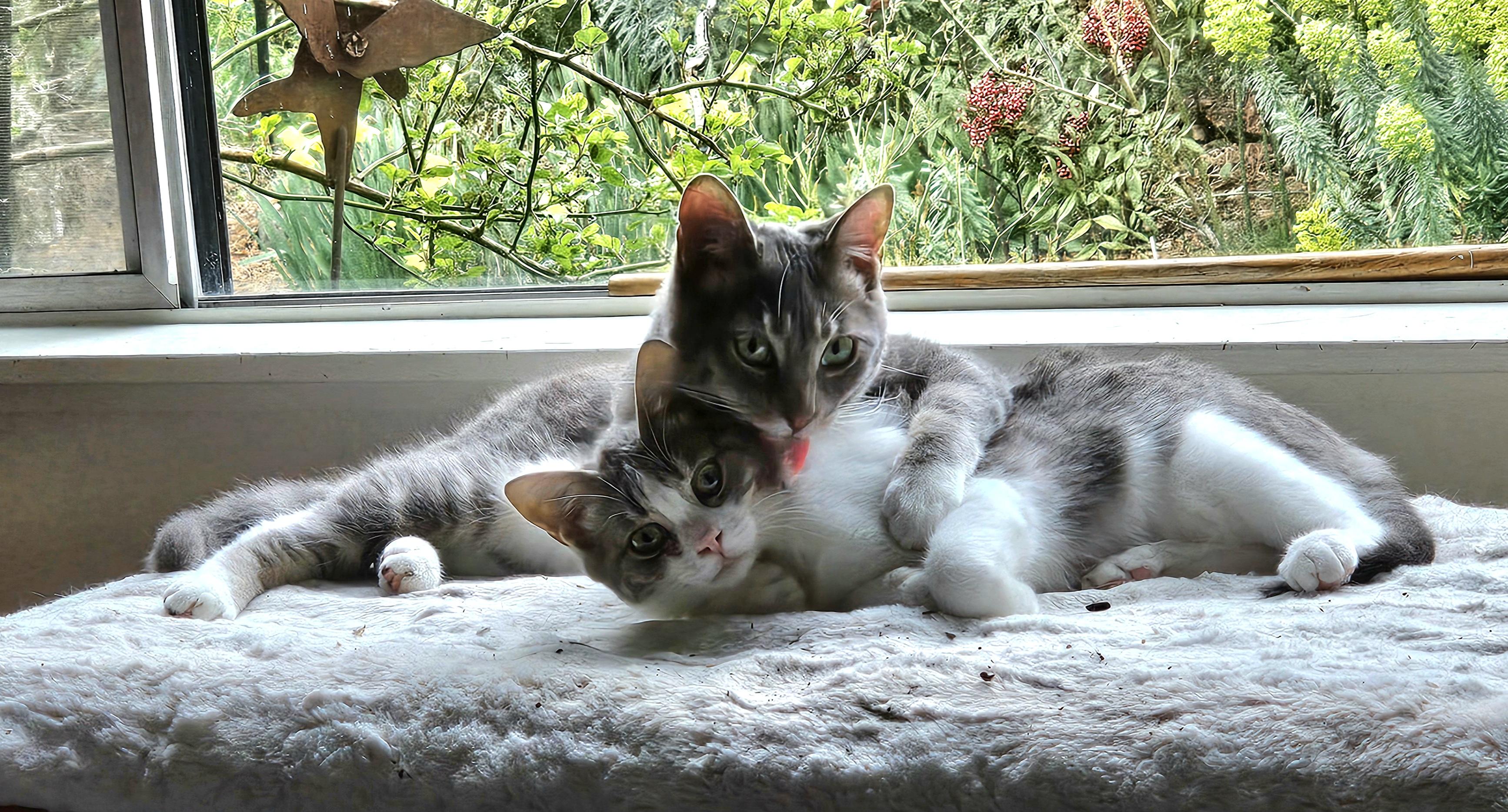 Cooper and/or Cashmere, Adoptable, Young Female Domestic Short Hair.