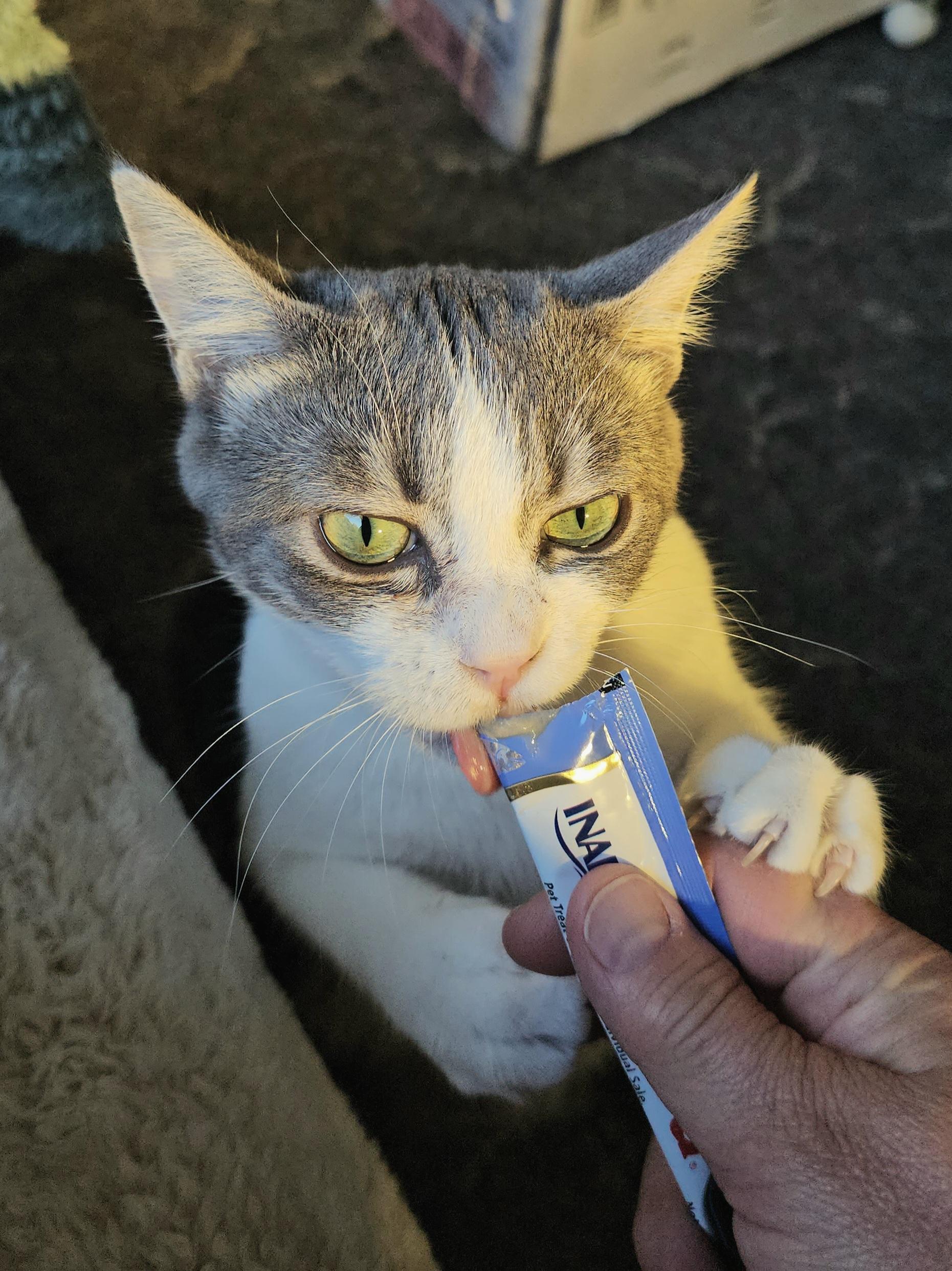 Cooper and/or Cashmere, a Adoptable Domestic Short Hair in Portland, OR image 5/5