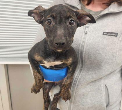 Suki, Adoptable, Puppy Female Chihuahua & Mixed Breed.