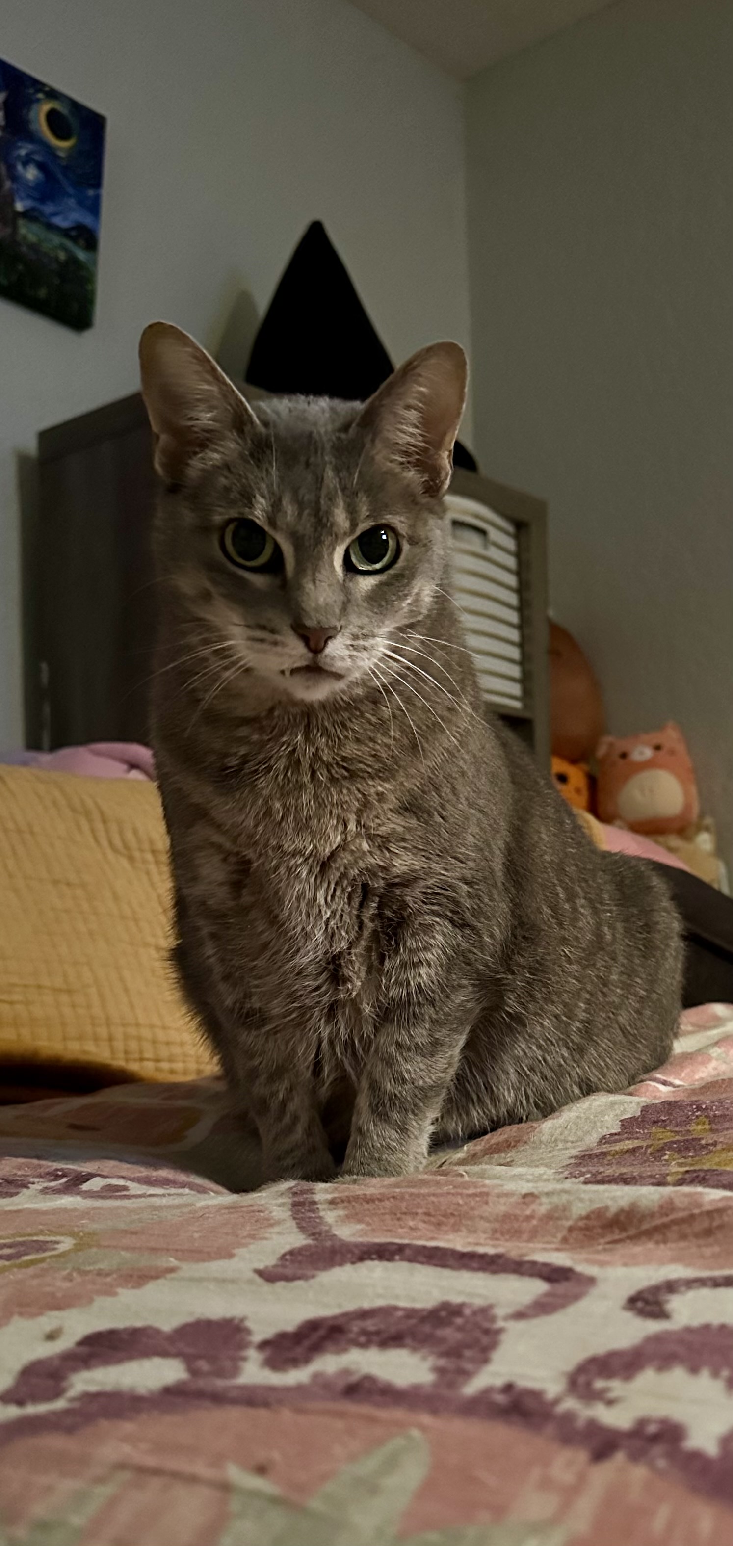 Mitzy