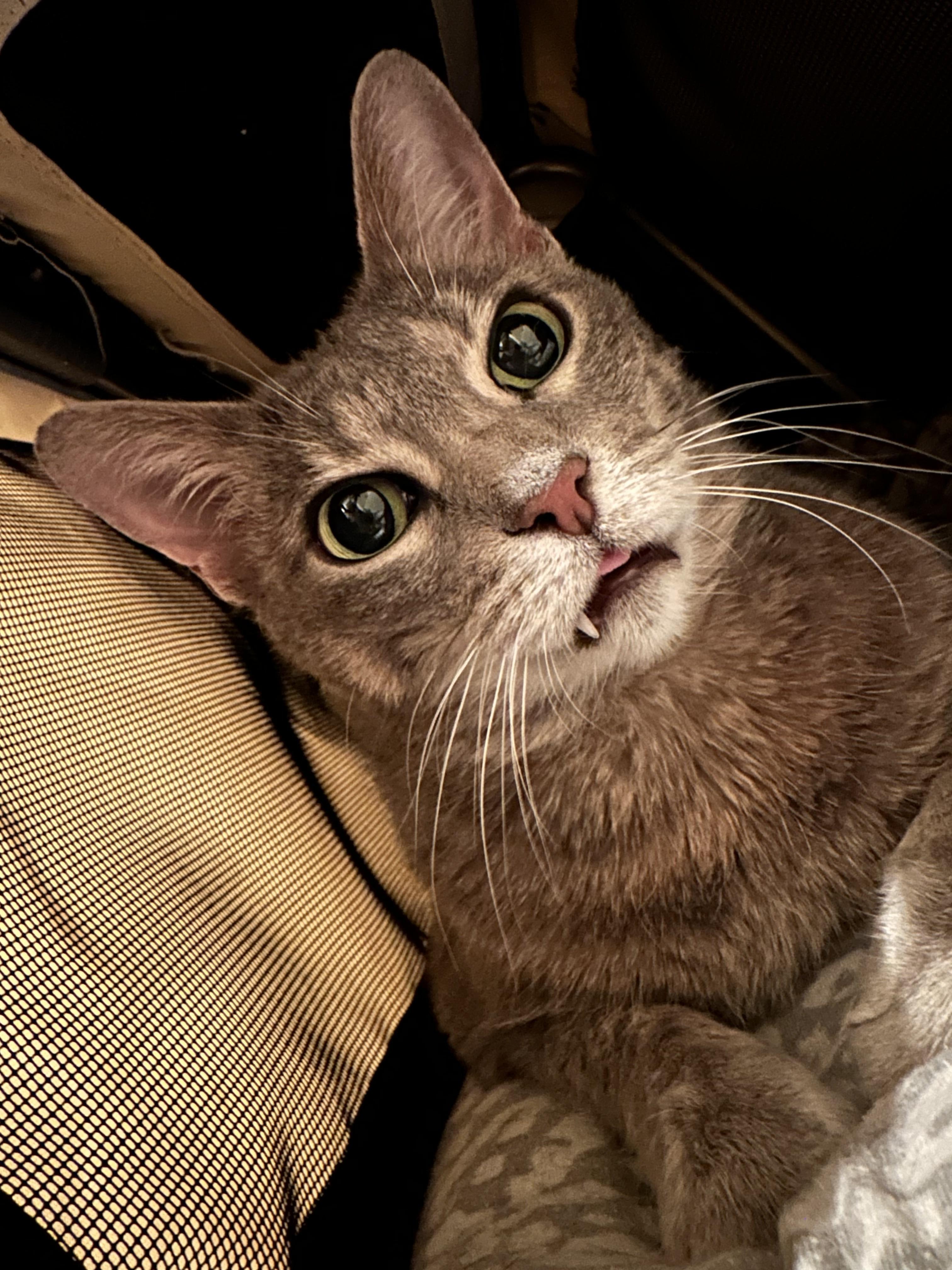 Mitzy