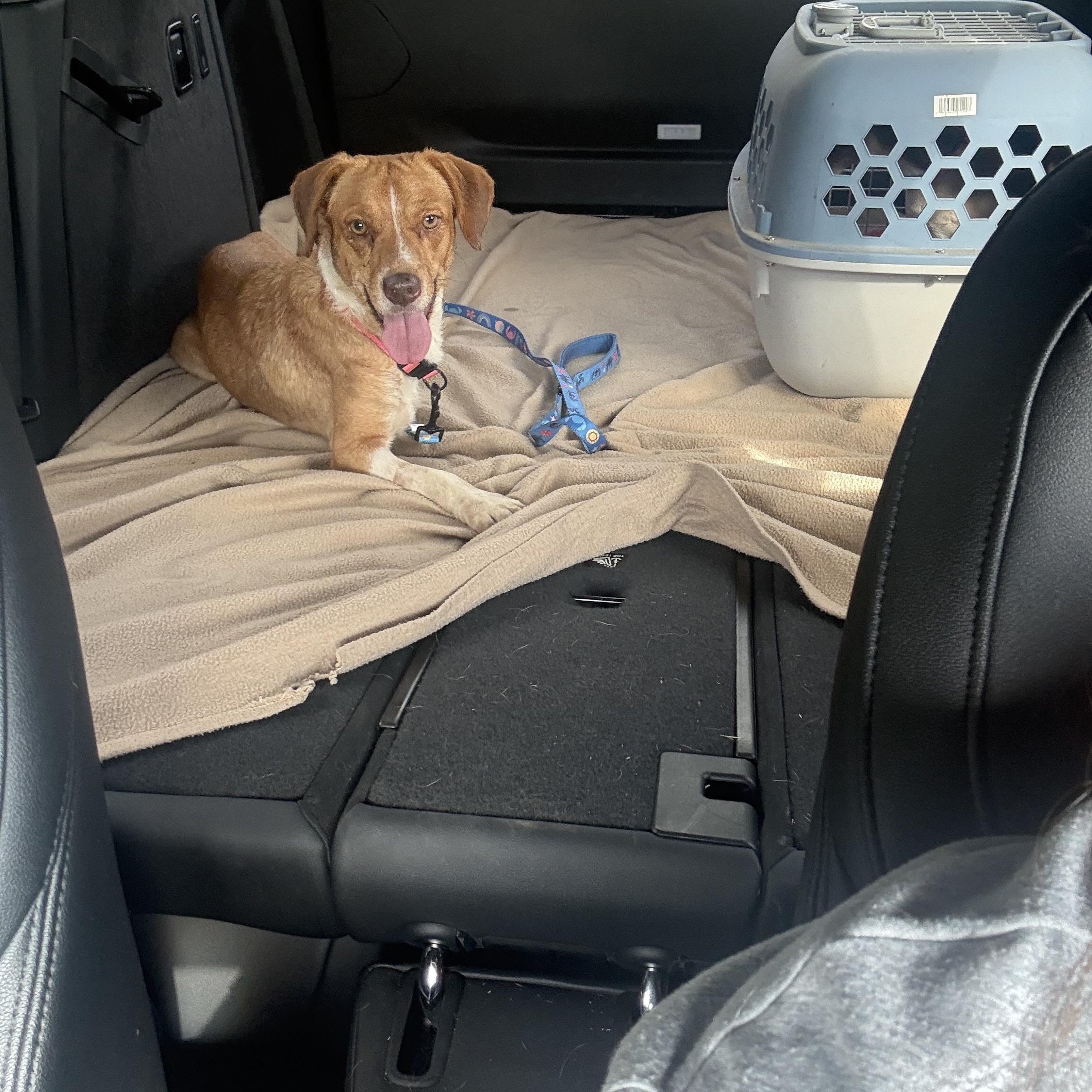 Babygirl, Adoptable, Young Female Beagle.