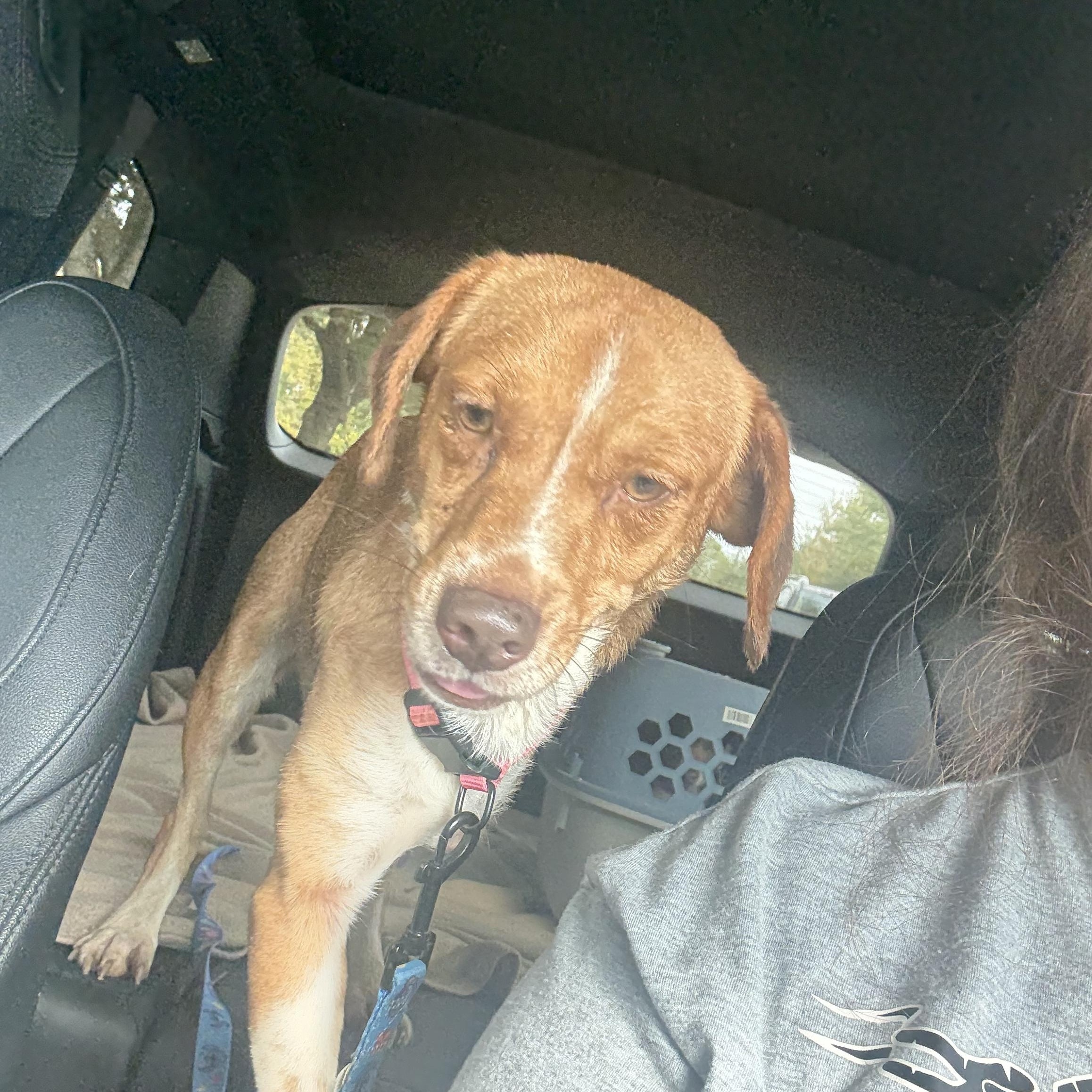 Babygirl, a Adoptable mixed breed in Spring, TX image 2/4