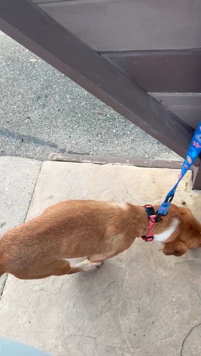 Enlarge Babygirl, a Adoptable mixed breed in Spring, TX video 4/4