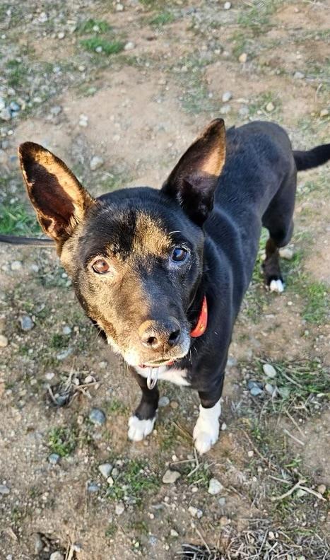 JETT, a Adoptable German Shepherd Dog in Graham , WA image 2/6
