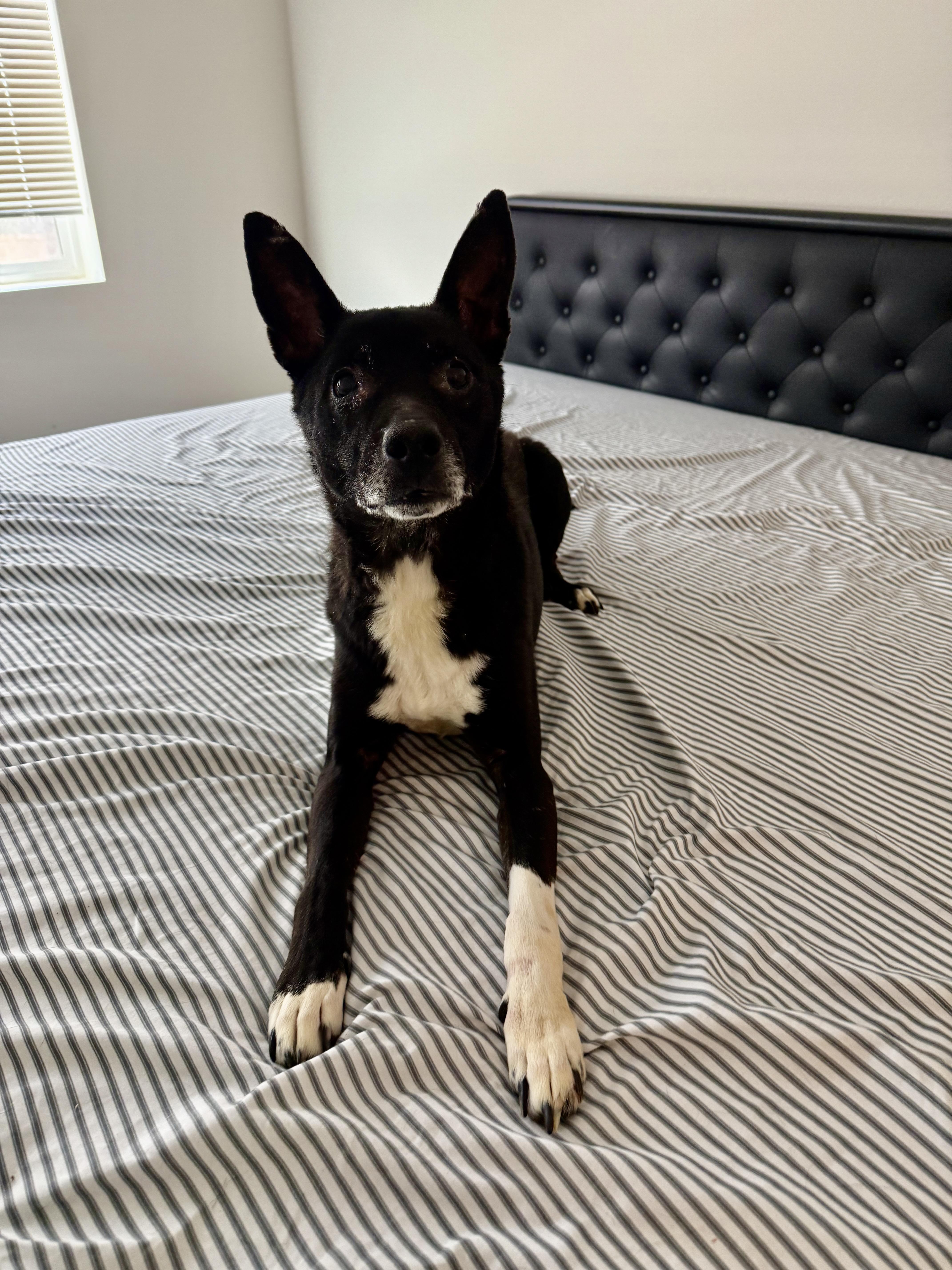 JETT, Senior Male German Shepherd Dog